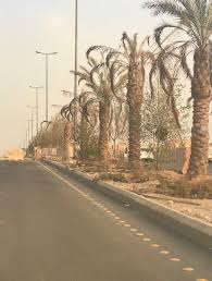 ALMISNID's tweet photo. الصورة المرفقة تختصر حجم الفوضى البصرية والبيئية الناتجة عن غياب التخطيط بل والتشريع في ملف التشجير الحضري.

لماذا أُهملت الأشجار بعد غرسها، وأهدر معها:
🔺الوقت
🔺المال
🔺الماء
🔺الجهد الإداري والعمالي
🔺 ذائقة الإنسان

🔴 سؤال يبحث عن جواب:
كيف تم اختيار أنواع الأشجار؟
من قرر متى تُزرع؟
وأين تزرع؟
ومتى تُهمل؟

✅ الحل المقترح في نظري .. أنا مؤمن أن التشجير مسؤولية وطنية، لا مجال فيها لاجتهادات البلديات ولا حتى الأمانات .. وعليه آمل إصدار دليل وطني موحد للتشجير الحضري (كود تشجير المدن والمحافظات) ويشمل:

✅ أنواع الأشجار المناسبة لكل منطقة جغرافية مناخية.
✅ حجم الشجرة، نموها، وتناسبها مع الموقع.
✅ المسافات والامتدادات الجذرية المسموح بها.
✅ توقيت الزراعة والتسميد والتقليم.
✅ طرق الري المناسبة لكل نوع.
✅ ضوابط استبدال الأشجار أو قلعها أو تقليمها.
✅ ربط التنفيذ بجهات علمية مختصة (مثل كليات الزراعة والبيئة، والخبراء من هواة النبات).

حين نُحكّم العلم ونضبط الأداء نحفظ:
💚بيئتنا
💚أموالنا
💚مياهنا
💚وقتنا
💚وأهم من ذلك صورتنا الحضارية.
.. هذا والله أعلم. 
@saudimomrah