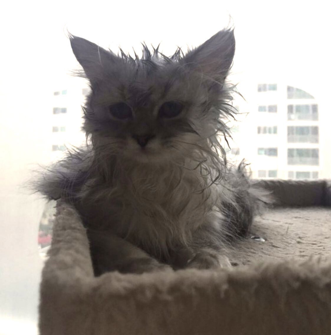 우리 바부 그루밍 덜 된 고양이 .. 귀여워 😭