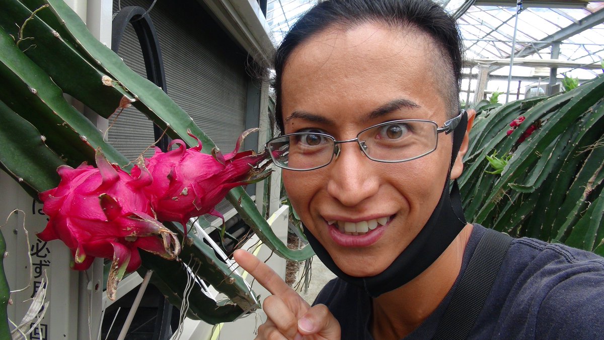 KisaMake's tweet image. ドラゴンフルーツ農園に行ったら、サボテンだらけで迷宮みたいでワイルドでした。 I went to a Dragon Fruit Farm and it felt I was in a cacti labyrinth, that was awesome.