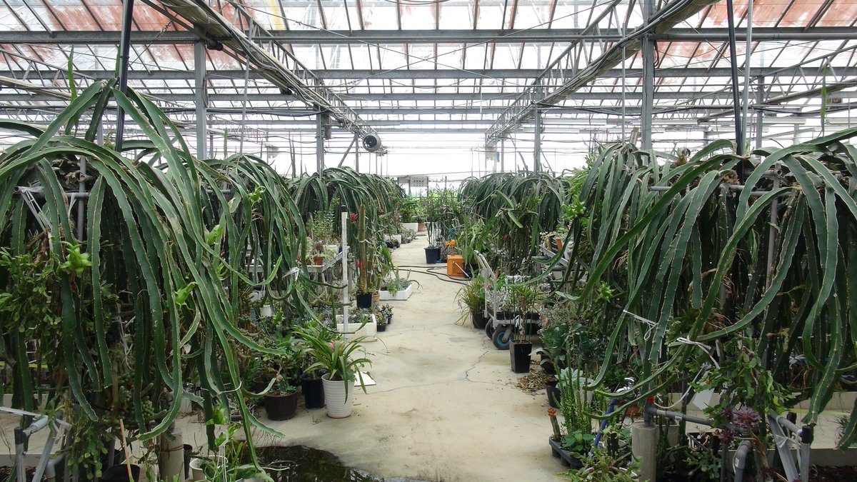 KisaMake's tweet image. ドラゴンフルーツ農園に行ったら、サボテンだらけで迷宮みたいでワイルドでした。 I went to a Dragon Fruit Farm and it felt I was in a cacti labyrinth, that was awesome.