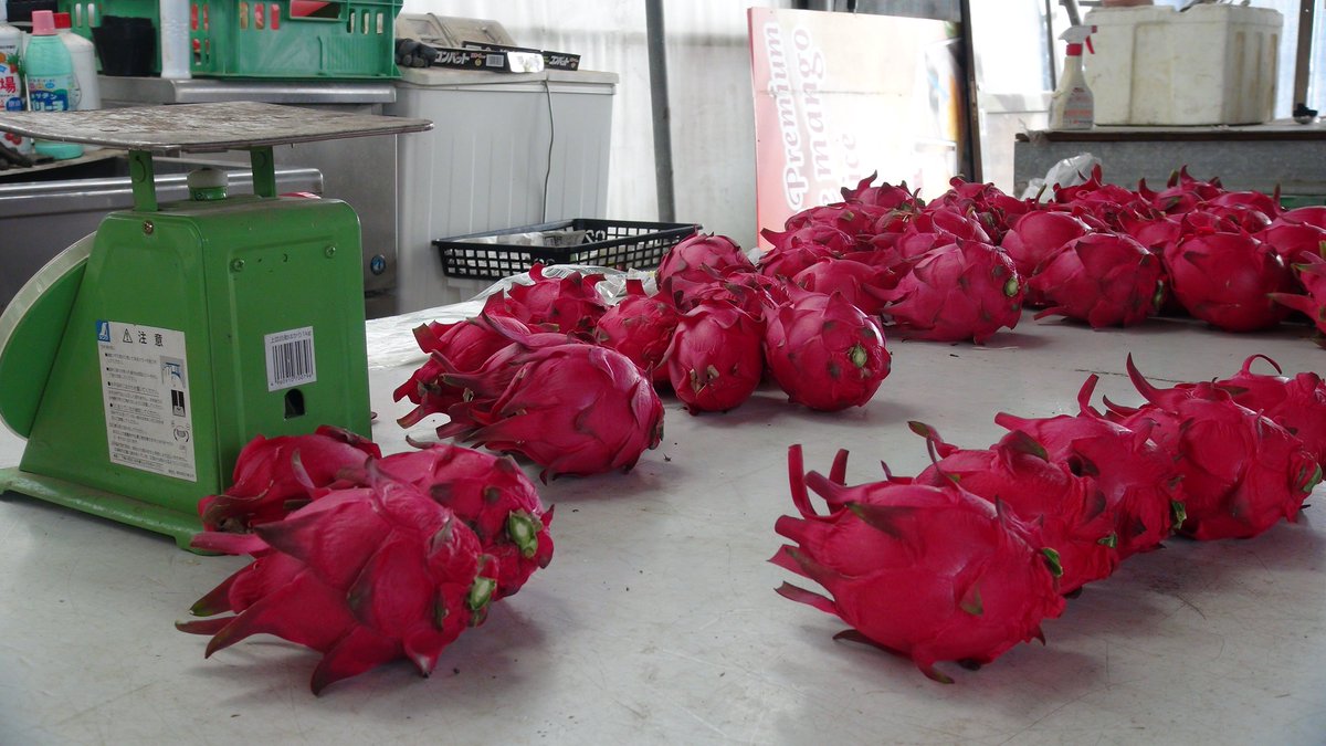 KisaMake's tweet image. ドラゴンフルーツ農園に行ったら、サボテンだらけで迷宮みたいでワイルドでした。 I went to a Dragon Fruit Farm and it felt I was in a cacti labyrinth, that was awesome.