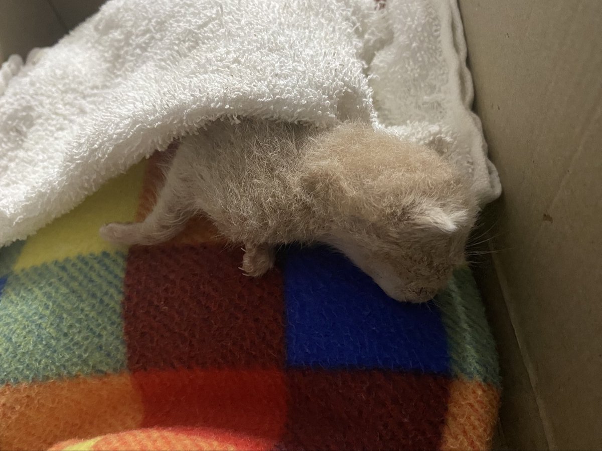 Ben biraz çılgın uyurum #kedi #kediler