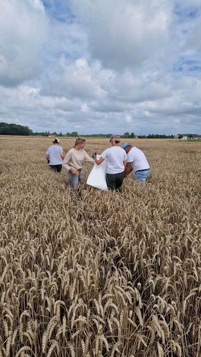 La récolte des bulks s’est poursuivie la semaine dernière ! 🌾

Cette fois-ci, les épis de blé ont été coupés aux ciseaux et placés dans des sacs pour être battus une fois séchés. 🌱✂️