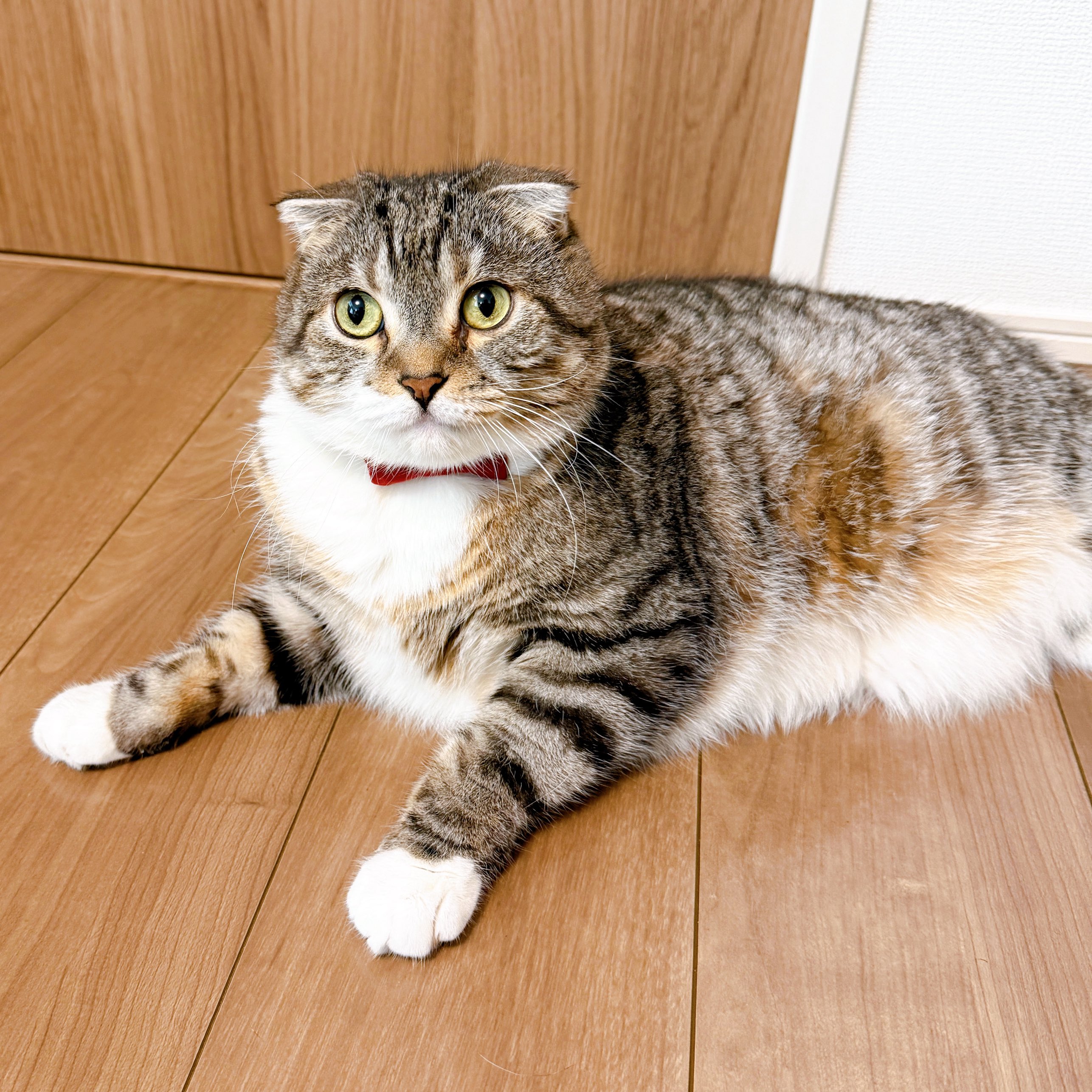 ねこぞー on X: 