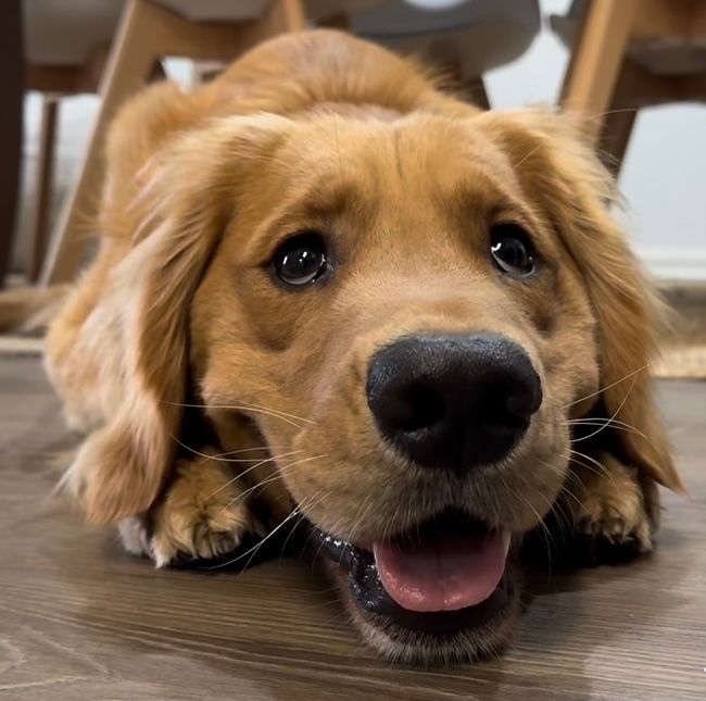 That’s a big cheesy smile for the camera!  Have a lovely day!

#Chorley #GuideDogsUK #GuideDogs #GuideDogsForTheBlind