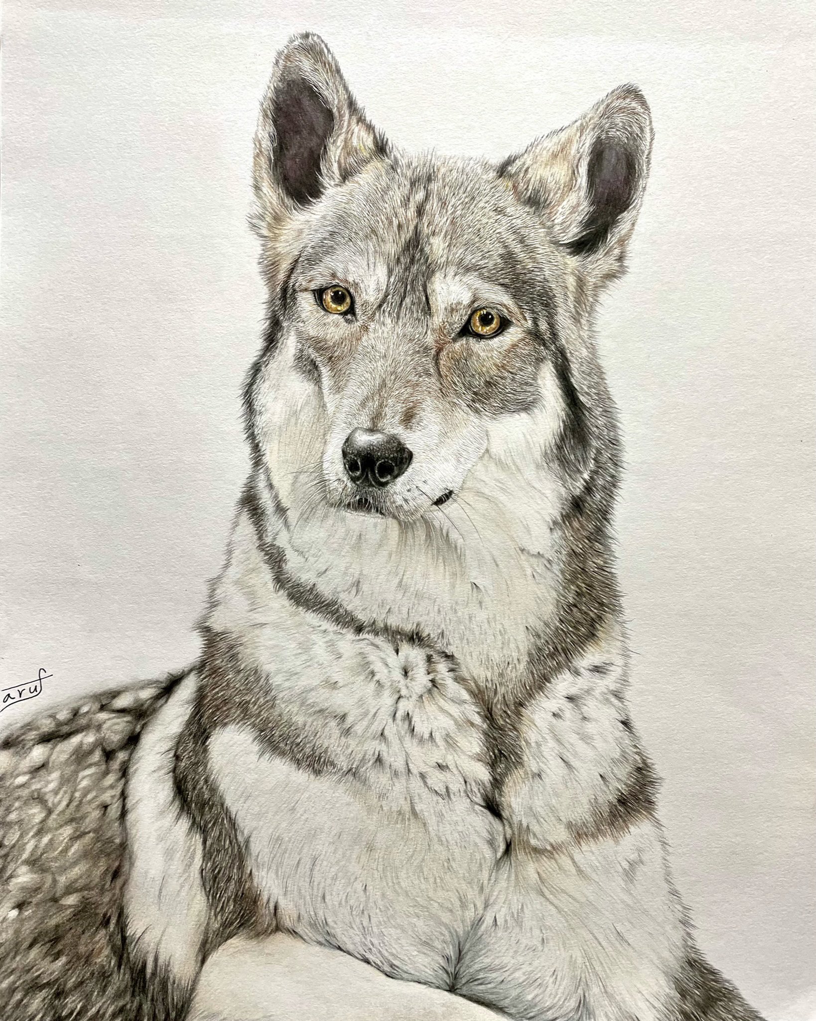 淡雪の狼 色鉛筆画 パステル 淡雪の狼 色鉛筆画 パステル 淡雪の狼 色鉛筆画 パステル 高級品