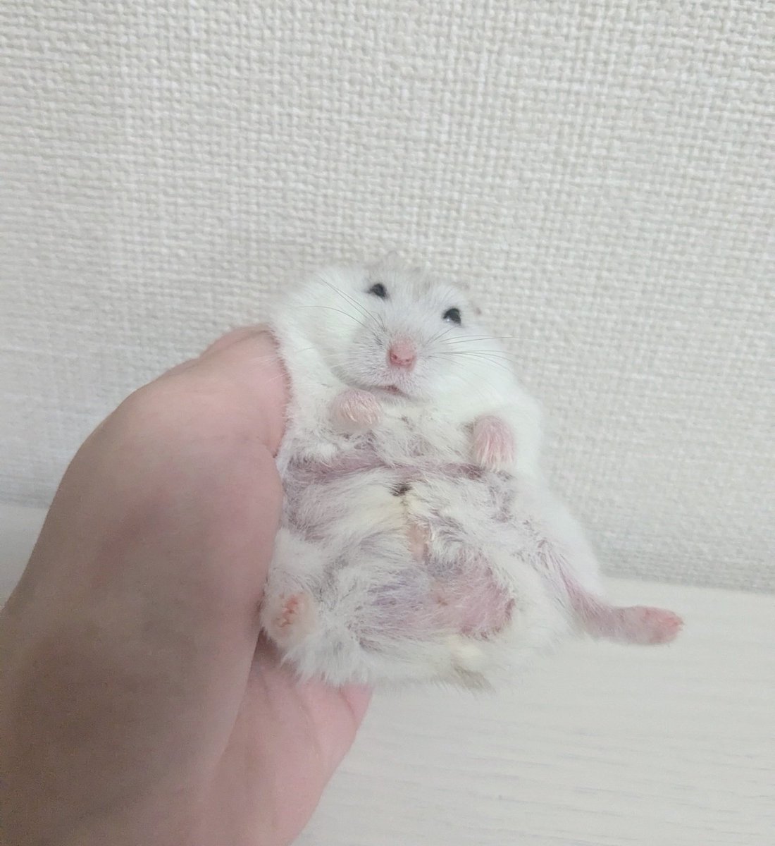 おなかチェック
#ハムスター