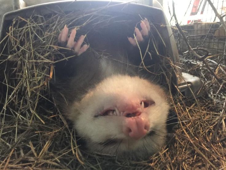 GridironOpossum's tweet image. 