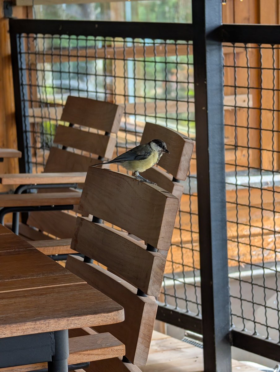 Some great tits here in Sweden