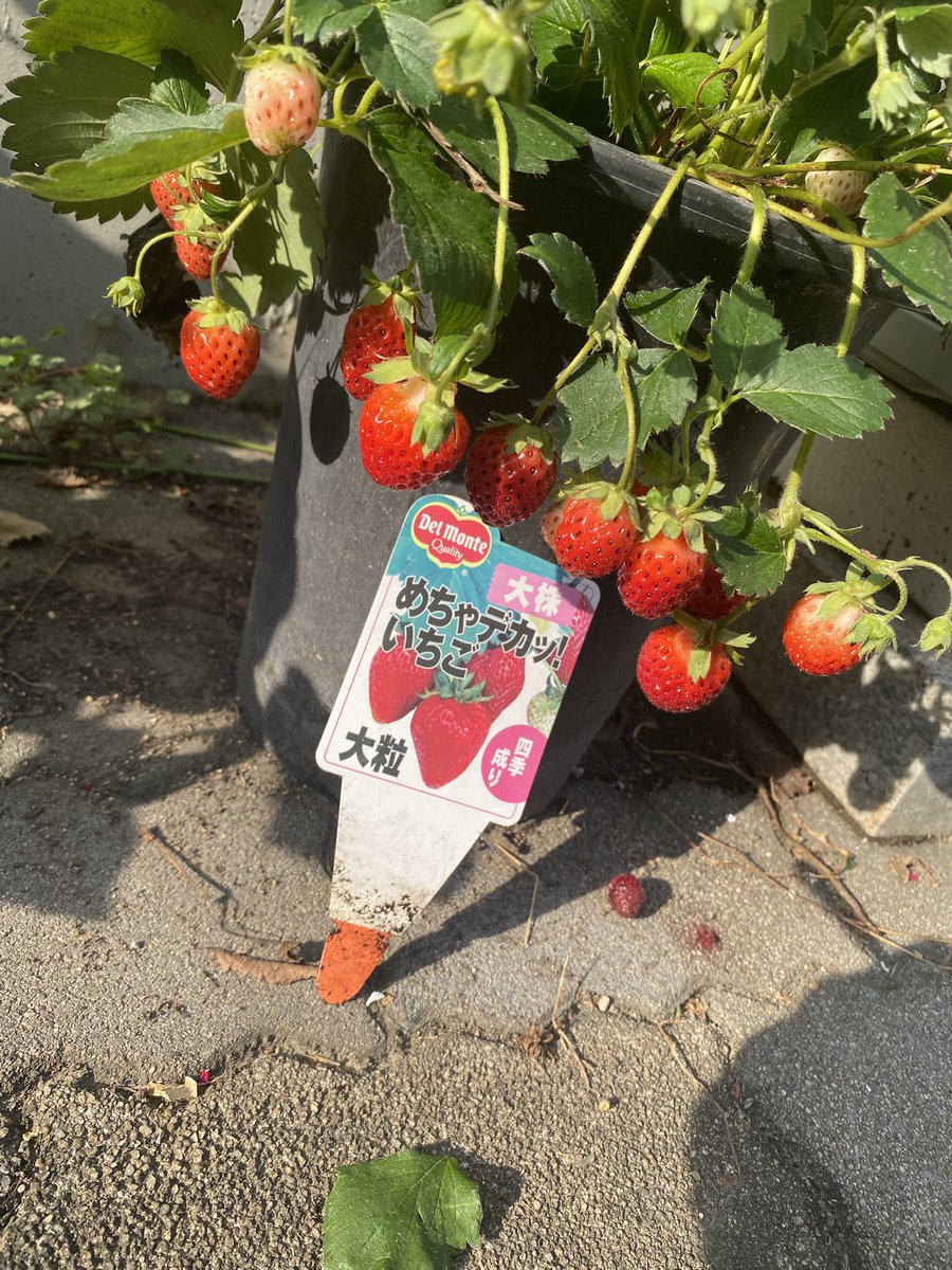 ke73418's tweet photo. デルモンテのめちゃデカッ　苺🍓　美味い😋　よく出来てるー　って水だけやって　ほっといて　葉掻きしたら現れた🥰　四季成り　えらい https://t.co/U1xE7tPXVg