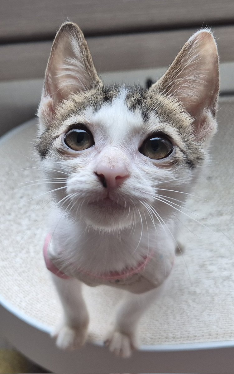 뭐라구? 내가 왕귀라서 왕귀엽다구????

🍔입양문의는 DM으로 보내주세요!
#햄복이임보일기 #고양이입양 #사지말고입양하세요