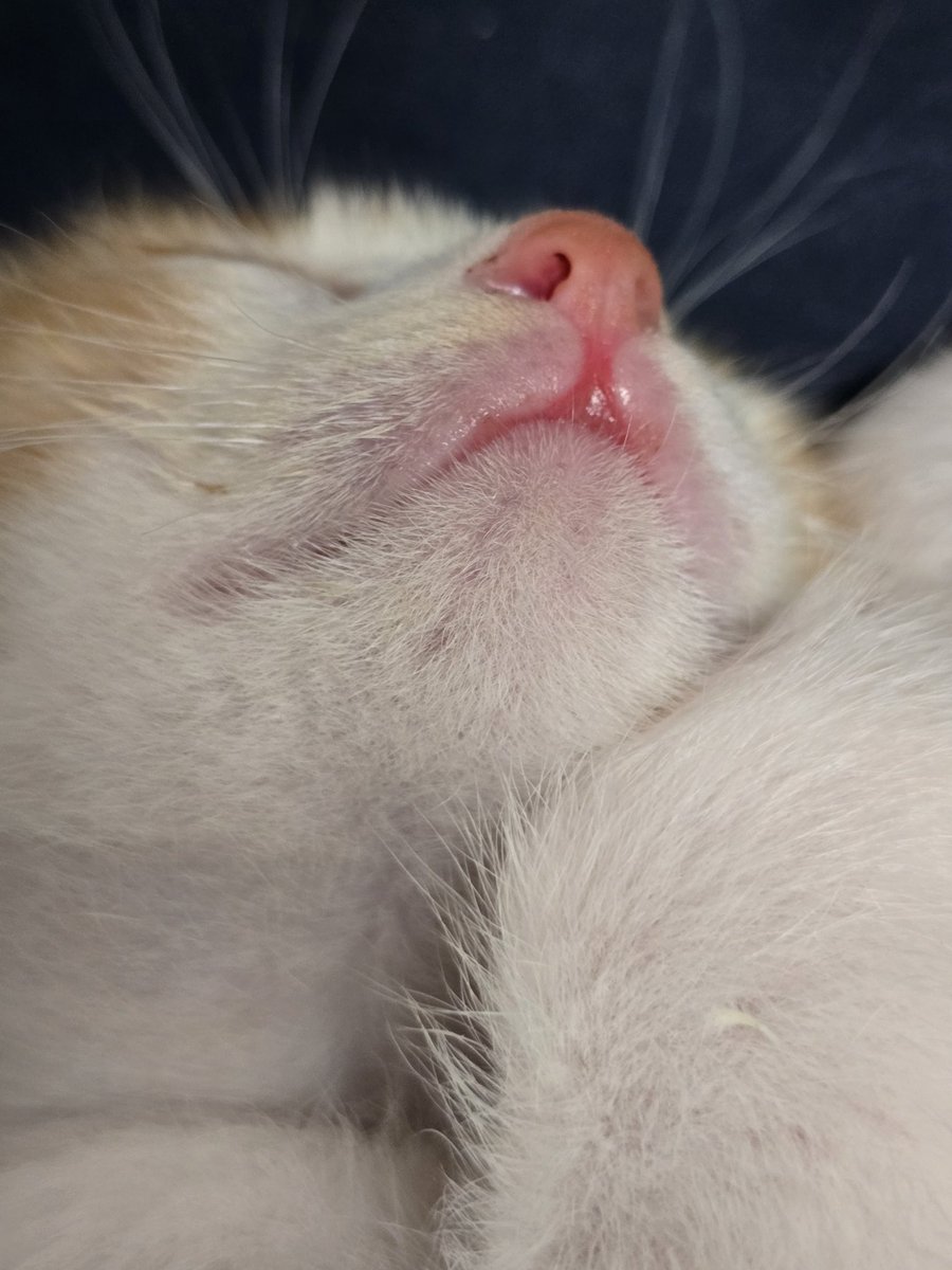 잘때는 천사야.. 진짜🙃