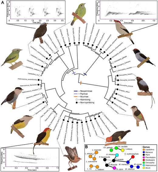 🥳 New paper out in the Biological Journal of the Linnean Society!

Manakin’s moving melody: the interplay between courtship dance display and vocalization as a predictor of hybridization in manakins (Aves: Pipridae)
academic.oup.com/biolinnean/art…

#ornithology