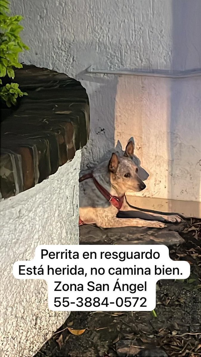 Se busca a su familia: perra tipo ganadero australiano, color gris, blanco, café claro. Fue encontrada en zona San Ángel, Álvaro Obregón, CDMX. Reporte recibido el 12/ago/25.