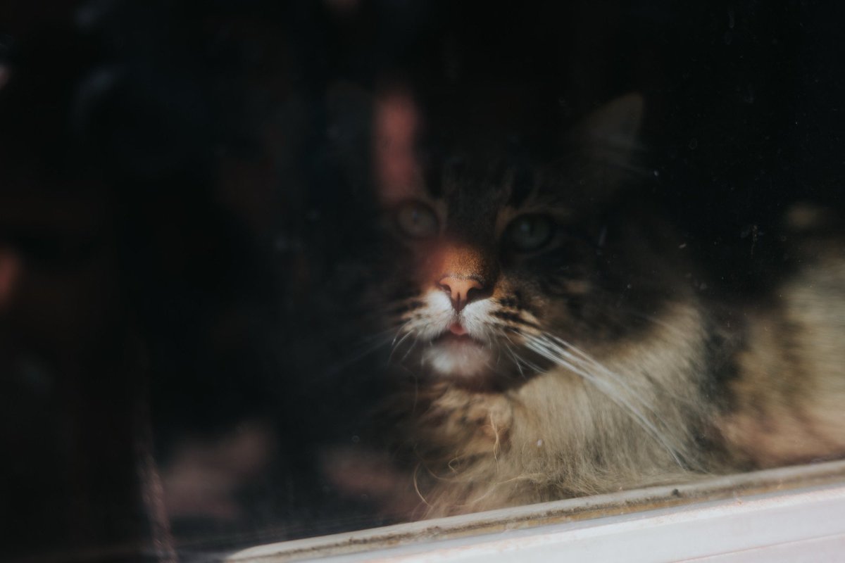 It's been a rough with a heatwave that is almost over (or so they say). 🫠 I like to keep my comp off during to be nice to our AC unit. I'll try to get some COE33 streams in after it cools down. Hope you are staying cool!

Here's a pic of Ori that my sister took with my camera