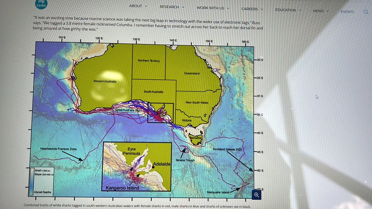 AustBeachside's tweet photo. @ShakeAlarm @DudespostingWs Great whites are in colder waters in Australia. Area north west of Tasmania to South Australia is Grand Central Station for GW sharks here. Water is cold! https://t.co/YUQ8MexHp4
