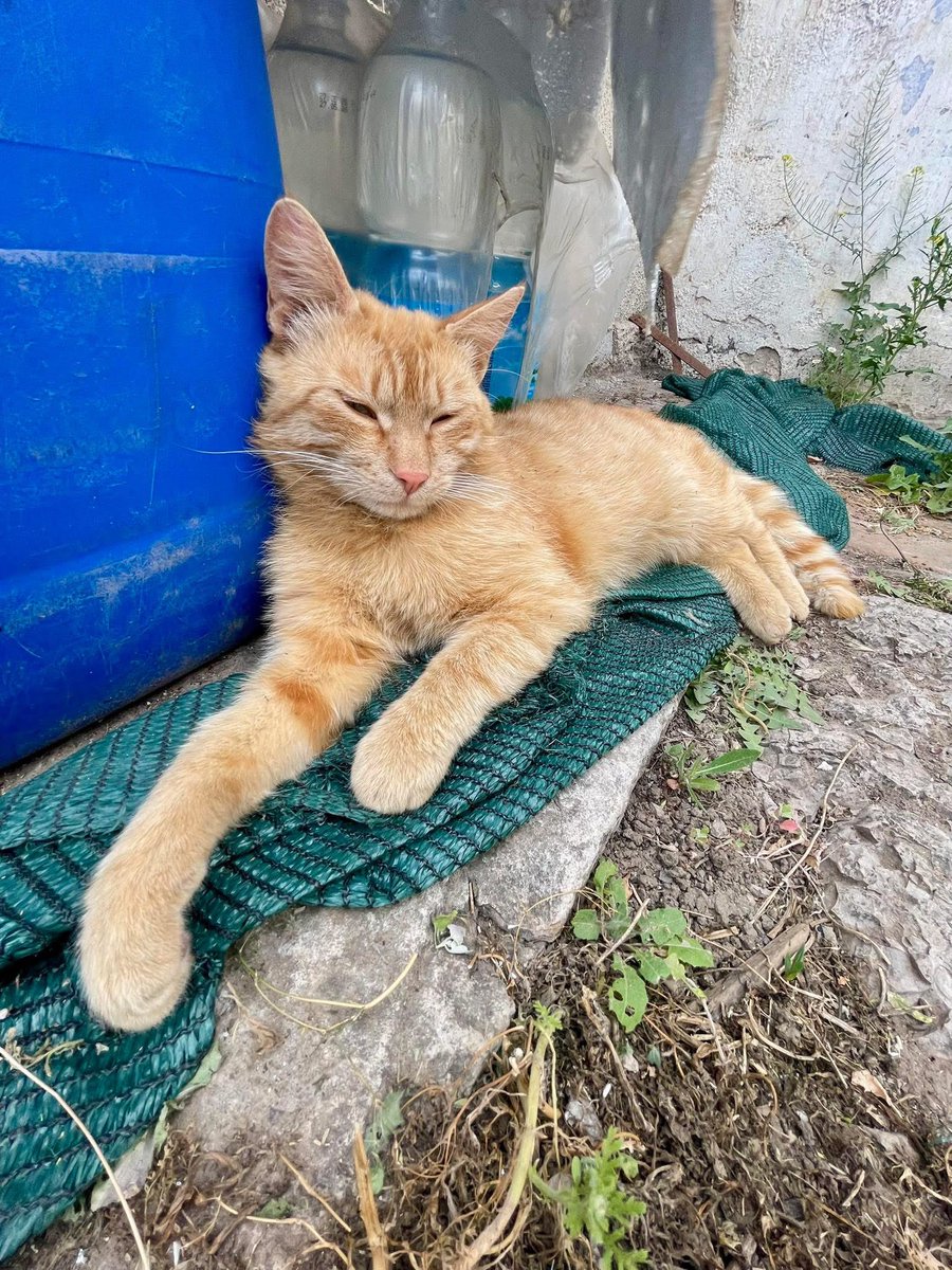 Нагадую) цей неймовірний та бойовий кіт шукає свою родину ♥️
Вакцинований
Кастрований 
Усі тести-шмести зроблені, проблем із здоровʼї не має.
Молодий муркотун, ще й рудий ♥️🙏

Я тут, якщо що)