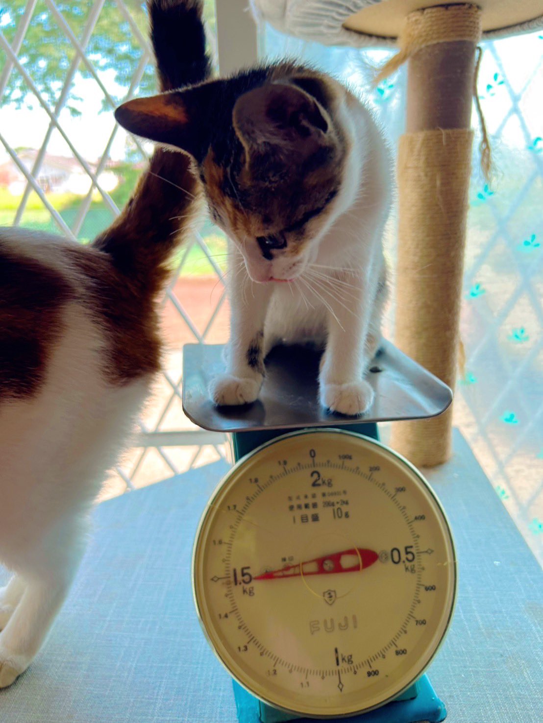 ⭐︎ランランページひ⭐︎のびねこ他⑥ No.06] 防水牛革シルバー シワ加工｜ランドセル【ぴかちゃん