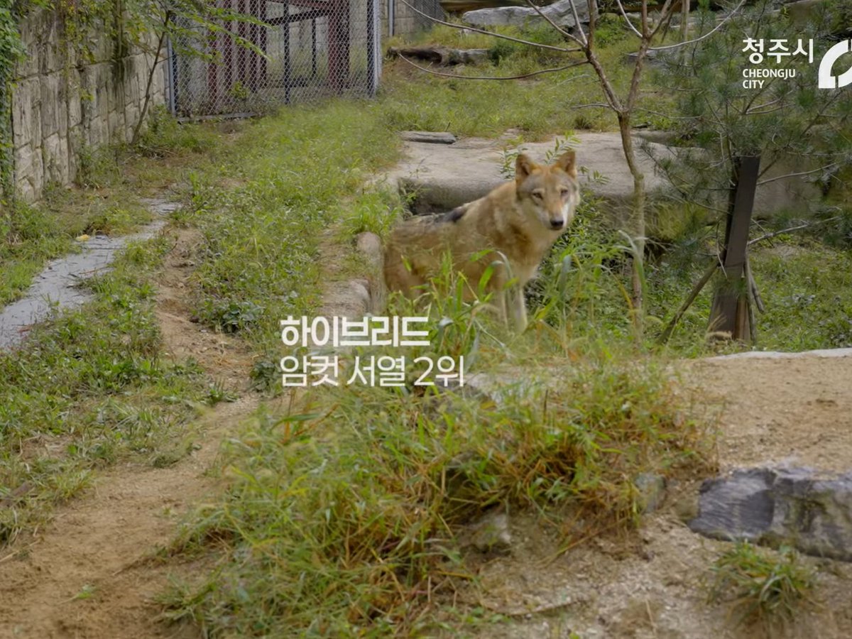 맹꽁이와 하이브리드