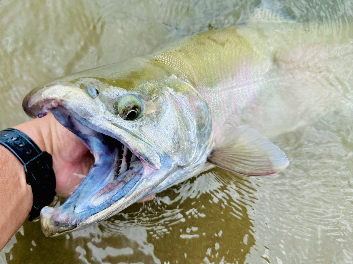 ヤマメ - Search / X