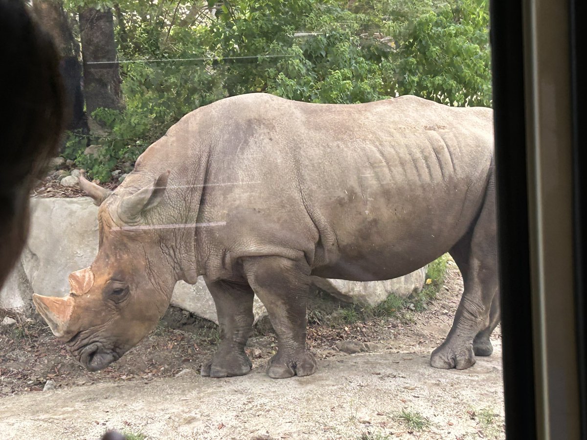y_mitan's tweet photo. サファリパークである。

動物でけえ https://t.co/pXMUV3SNZJ