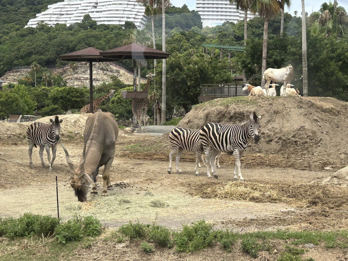 y_mitan's tweet photo. サファリパークである。

動物でけえ https://t.co/pXMUV3SNZJ