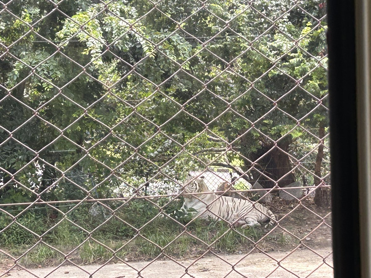 y_mitan's tweet photo. サファリパークである。

動物でけえ https://t.co/pXMUV3SNZJ