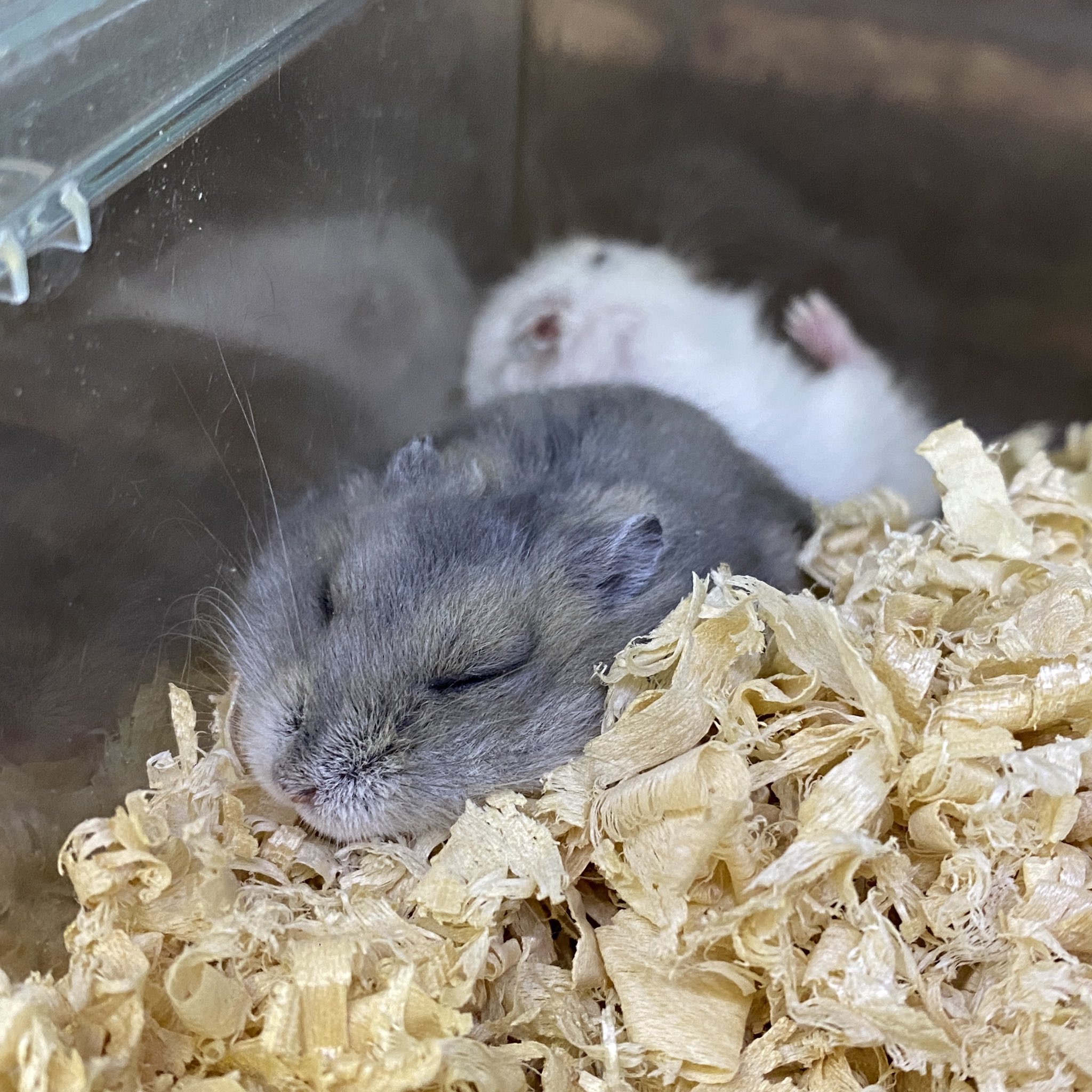 エキゾチックアニマル飼育セット 爬虫類/エキゾチックアニマル専門店 PROP on X: 
