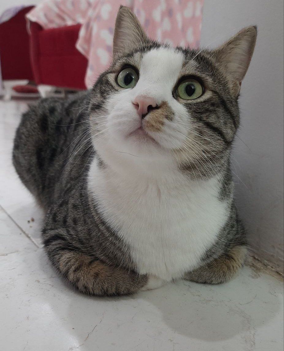 خب لوزرا..
من منتظر آدمیزادمم، اگر قبلا گربه نداشتین و جلب و باهوش نیستین برید ری‌را رو به سرپرستی بگیرید، انقد برا من مسیج ندین 😐
وقتی منو به سرپرستی بگیرید نیاز نیست نمک بخرید، زندگیتون شور میشه!
۰۹۳۶۸۸۱۹۰۷۵
لطفا به دیده شدن پیکسی کمک کنید🌱