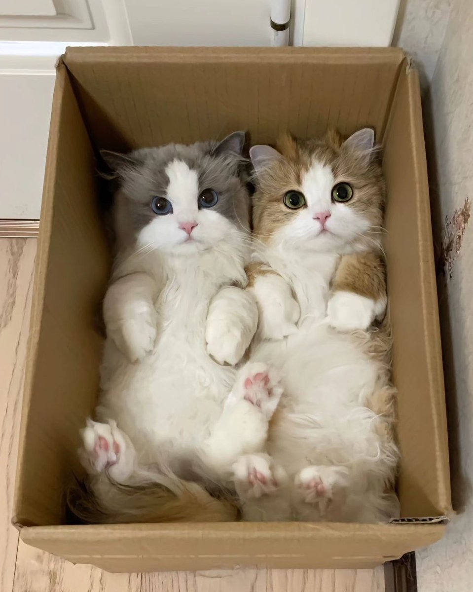 fahhrenhei1's tweet photo. แมวขนสวยของมามี๊ 🐈🐈‍⬛♡ https://t.co/LnuKytf1iE