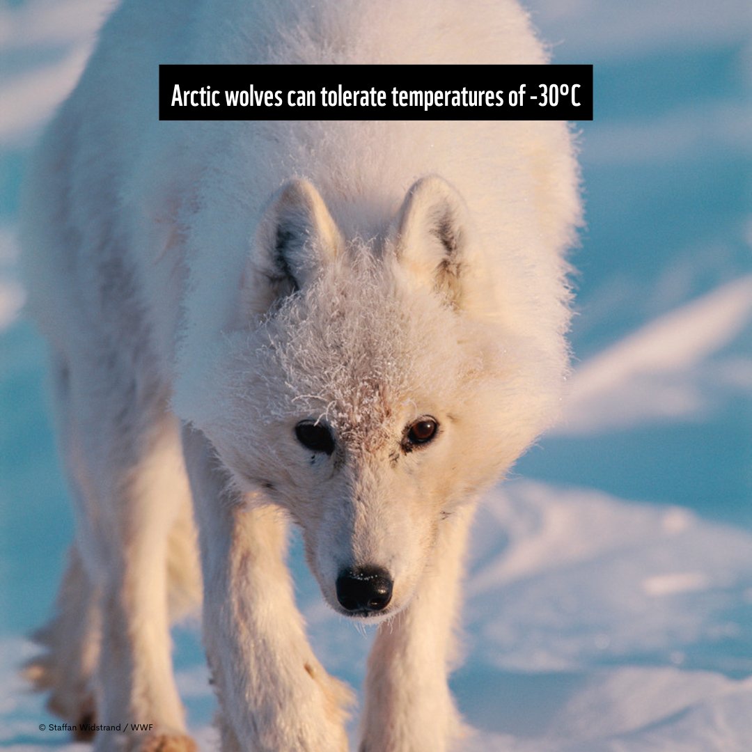 WWF_Australia's tweet photo. Happy World Wolf Day! 🐺

Strong family ties, teamwork and a howl you can hear for kilometres… wolves have it all.

Swipe for some fast facts. 🩶

#worldwolfday #internationalwolfday #wolves #conservation https://t.co/74zbHrVZpQ