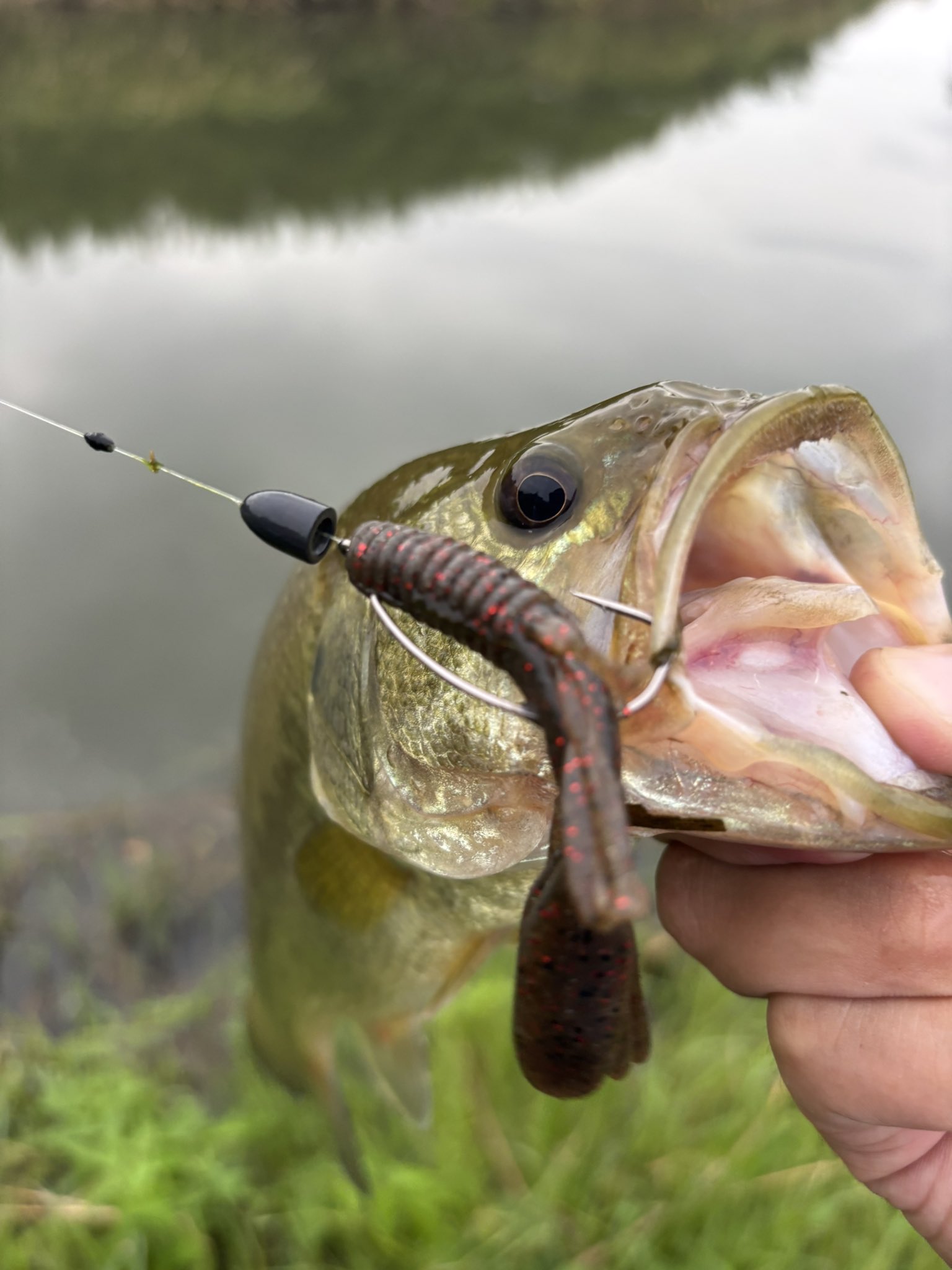 JACKALL BASS FISHING (@JACKALL_Inc) / X