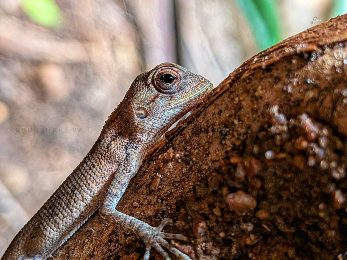 Siva_Bharani's tweet image. Shot on #GooglePixel9a
#Pixel9a
Garden lizard 🦎