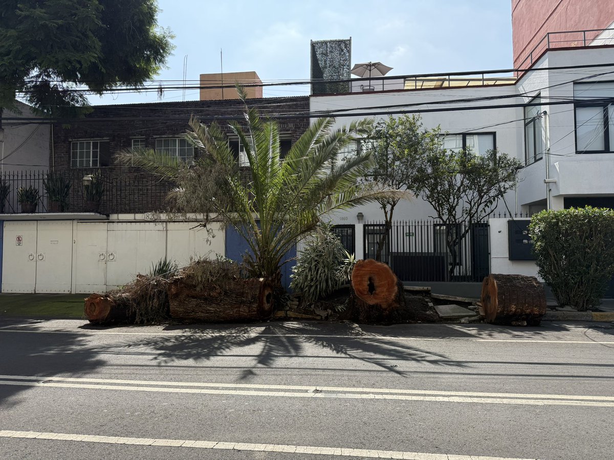 joemr89's tweet photo. @LuisMendozaBJ @BJAlcaldia Sr Luis, cuando van a venir a ayudar con la banqueta y el paso peatonal? Desde el 14 de Julio ni el camión de la basura ni los barrenderos se llevan la basura del árbol caído en Patricio Sanz. https://t.co/xCbu2ioT1r