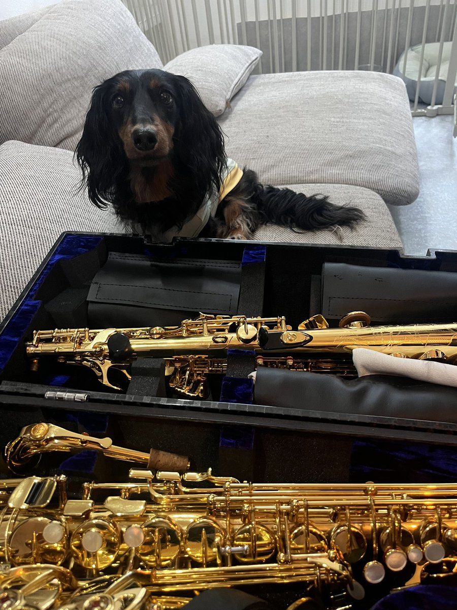 🐶｢このピカピカなのうるさくて怖いけど気になる｣