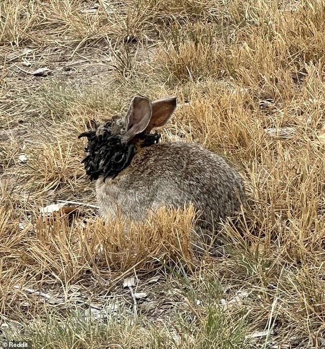 RawMind94's tweet photo. Big Concern... Pictures of Rabbit looking weird due to virus flooding the internet. USA OFFICIALS warned people not to touch.
Check comment section to see details of the virus and a video of the rabbit looking weird.
#BBNaijaS10 #burna #Airplane #oloshi #Wizkod #zonauang https://t.co/x05TfGeDud