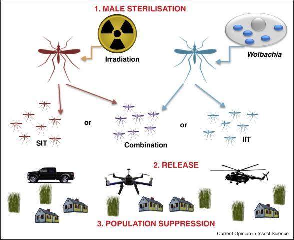 cremieuxrecueil's tweet photo. We should really be killing off humanity's biggest killer.

I suspect that if any country does it first, it'll be China.

Just a few years ago, they eliminated the mosquito population on two islands by releasing lots of radiation-sterilized and infection-incompatible mosquitoes. https://t.co/rr9d27EHYd