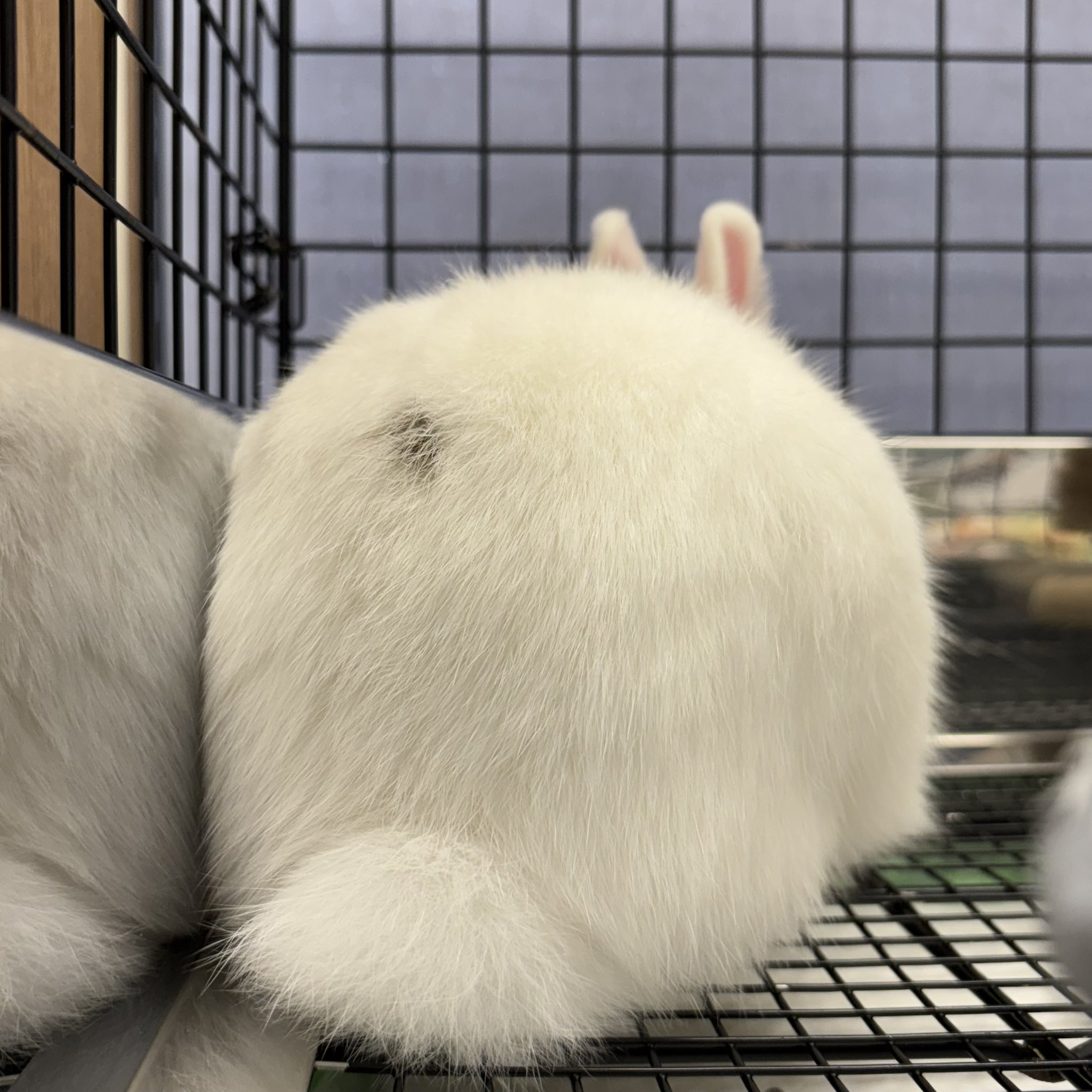 うさぎのしっぽオリナス錦糸町店 on X: 
