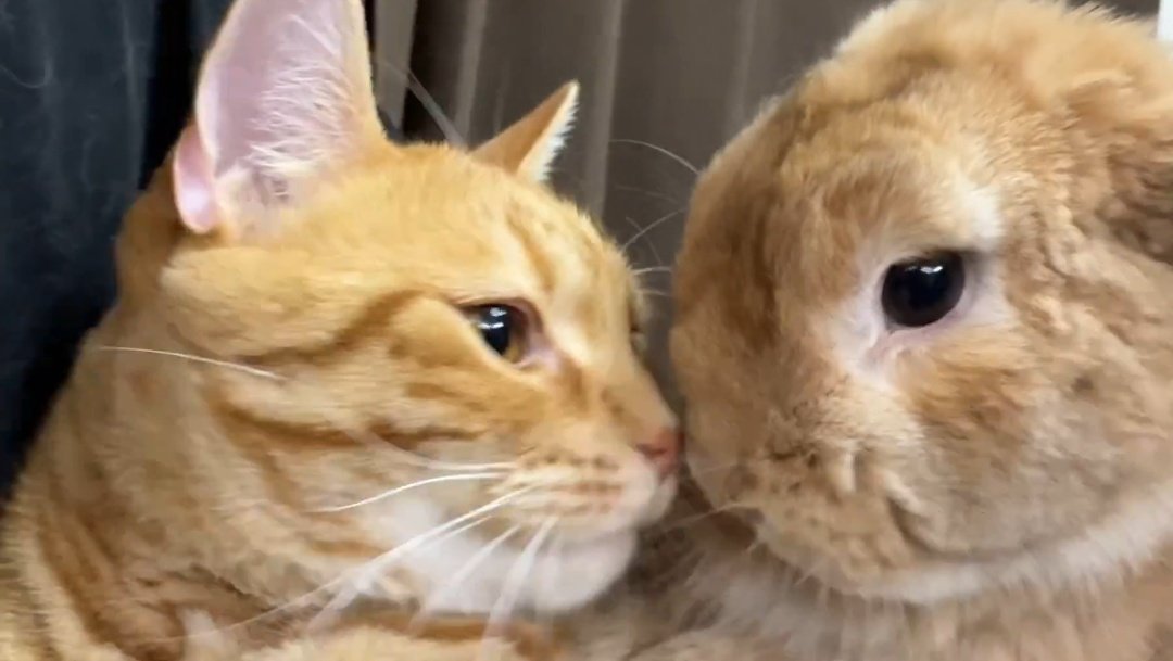 GG261222's tweet image. animal                                                real life