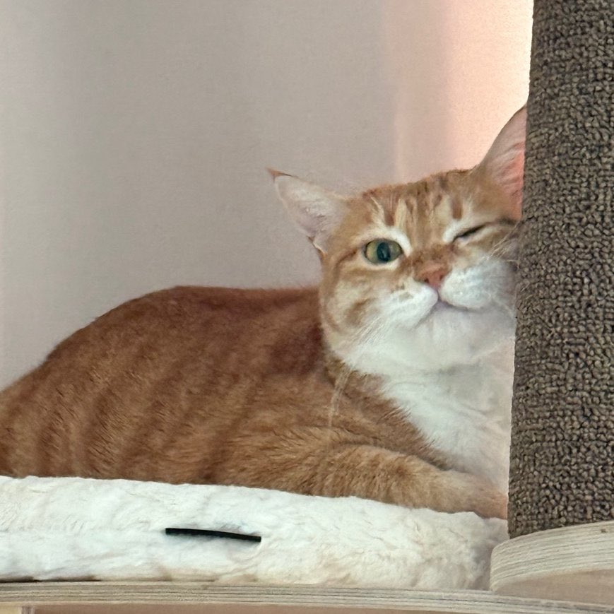 kimhyeppeo's tweet image. animal                                    real life