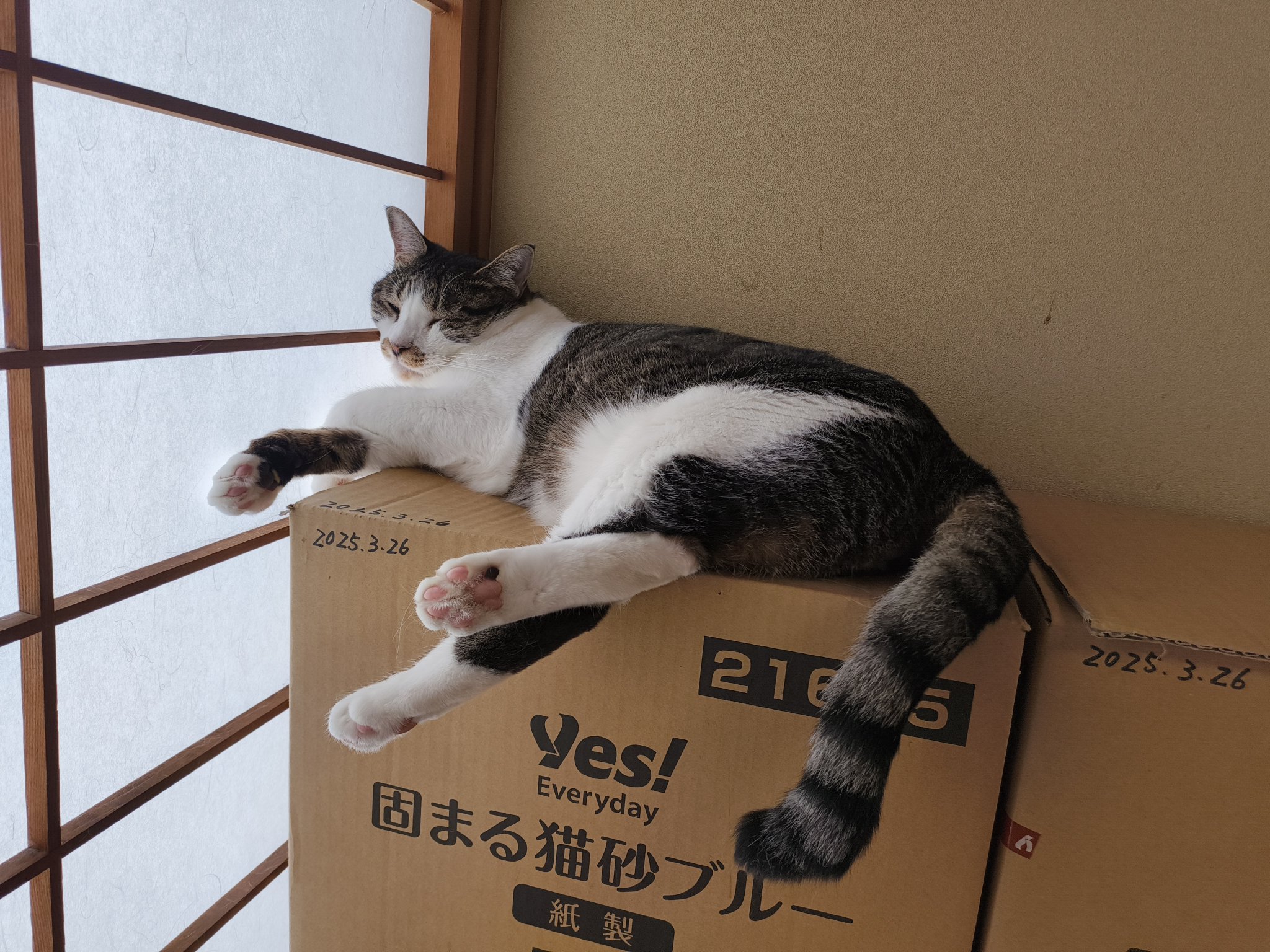 たかしちゃん　まん丸に寝ている猫 髙橋ちゃん on X: 