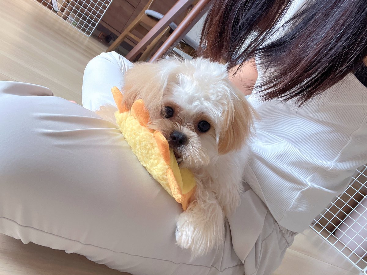 鼻からおでこまで部分カットしてもらいにサロン行ったらガタガタヘアで笑った😂😭崖みたいになってた繋ぎ目だけはお直しお願いしたよ
バリカンって長さは均一にならないの？？
初めてでそんなものなのかわからない笑

本犬はスッキリしてそうでなにより🥹🐶💓