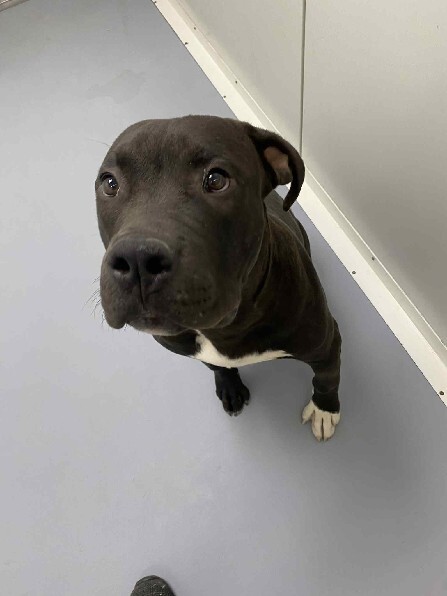 🟢 🐶 Chien trouvé le 07/08/2025 à Marseille 15 (13).
Mâle / Identifié(e) : Oui

☎️ 04 88 60 16 16
📧  marseille@sacpa.fr

#VigiPets #chienperdu #chientrouve #chien #perdu #trouve