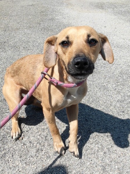 🟢 🐶 Chien trouvé le 09/08/2025 à Rohan (56).
Femelle / Identifié(e) : Non

☎️ 02 97 40 03 33
📧  ploeren@sacpa.fr

#VigiPets #chienperdu #chientrouve #chien #perdu #trouve