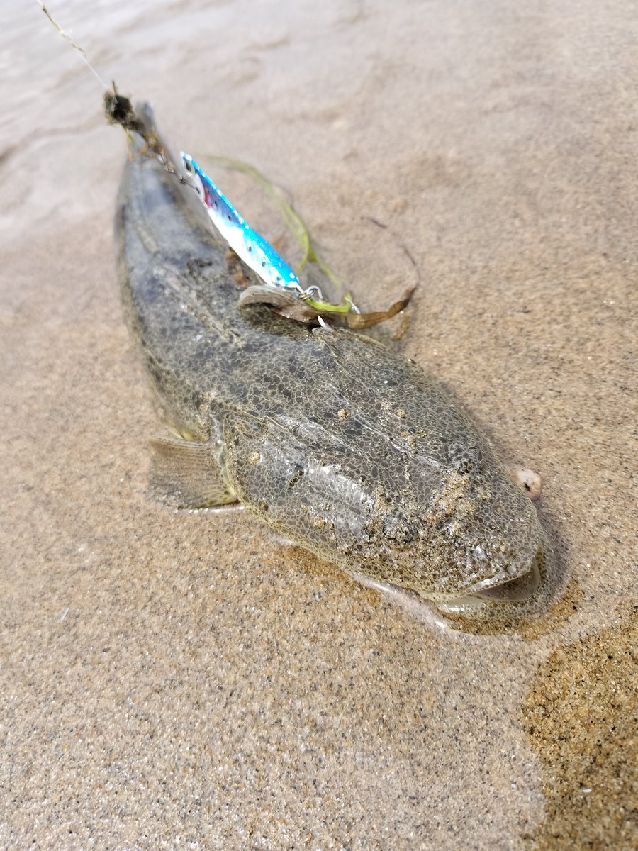 今日は知多半島の対岸、地元のサーフ

自力でお祭り会場見つけたけど開始30分でゲリラ雷雨⛈️

35cmぐらいのスレ1匹で車へ退避🏃