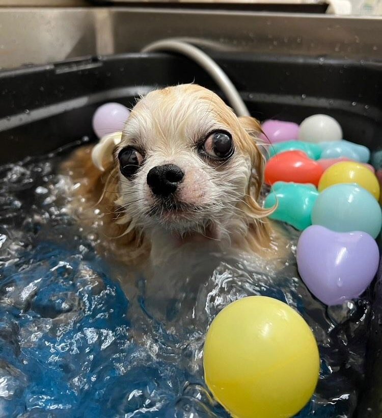 盆の入りだ✨
きゅうりに乗って帰ってきてるかな？