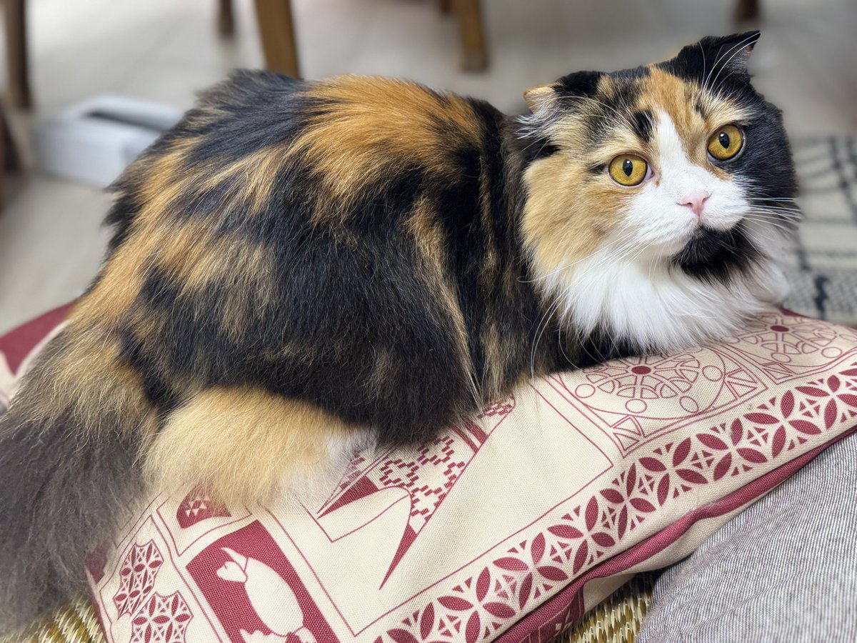 カタールパビリオン クッションカバー サンダーソン - パビリオン