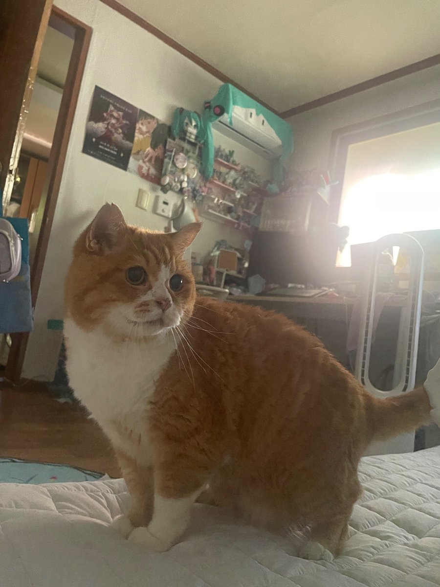 우리집 칸트고영 인간깨우러왓는데 인간일어나잇음 머슥해하는거 귀여움