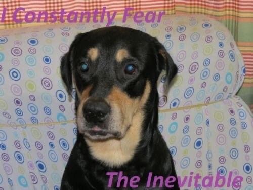 caninepoetry (@caninepoetry_) on Twitter photo 