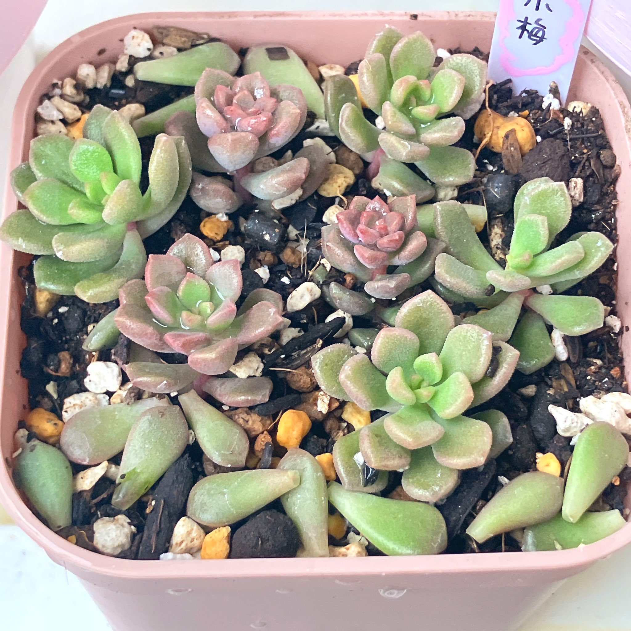 つぶつぶ屋✡️バブリー✡️ 多肉 抜き苗 つぶー 寄せ植 花芽